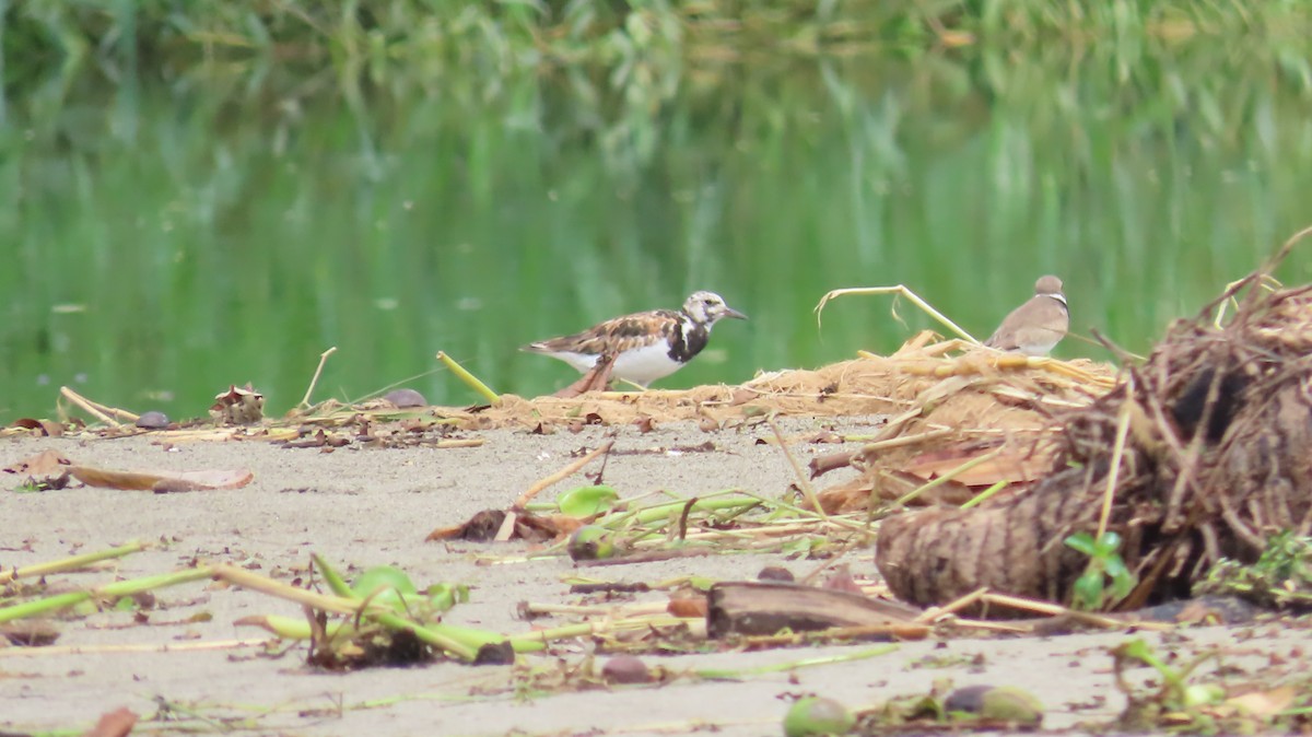 Ruddy Turnstone - ML622144771