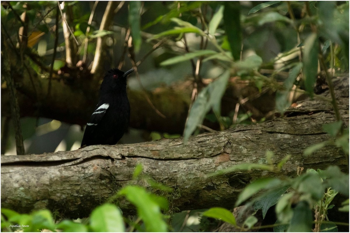 White-shouldered Fire-eye - Cynthia Vanina  Souto