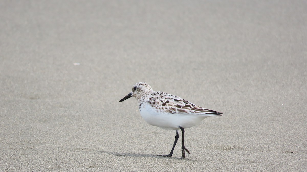 Sanderling - ML622144777