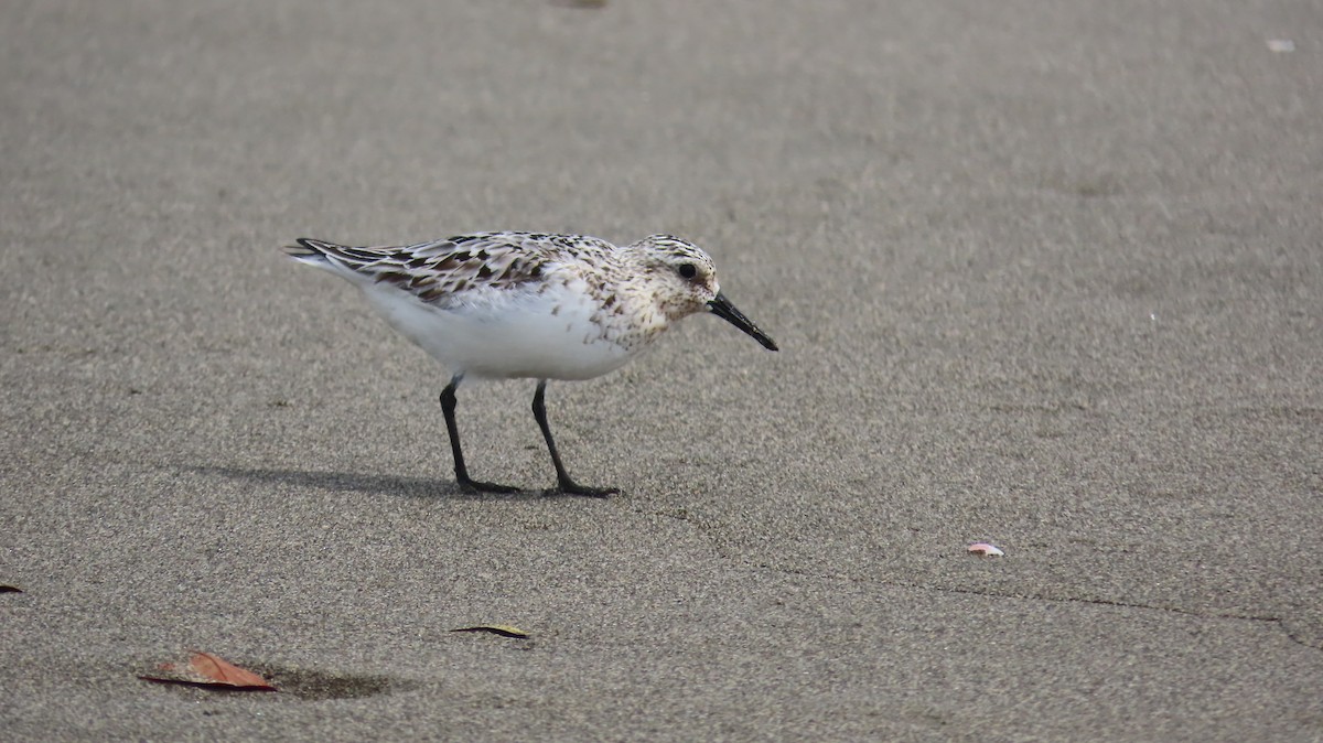 Sanderling - ML622144779