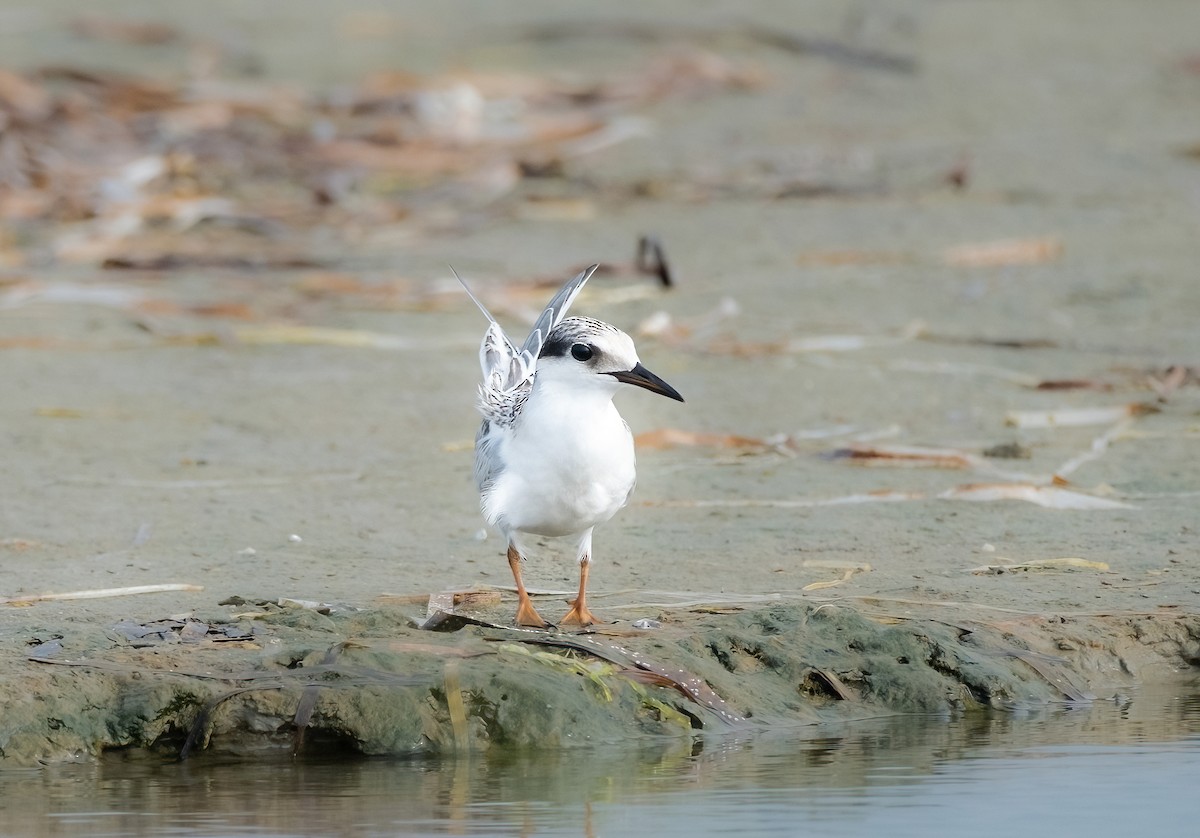 Least Tern - ML622144807