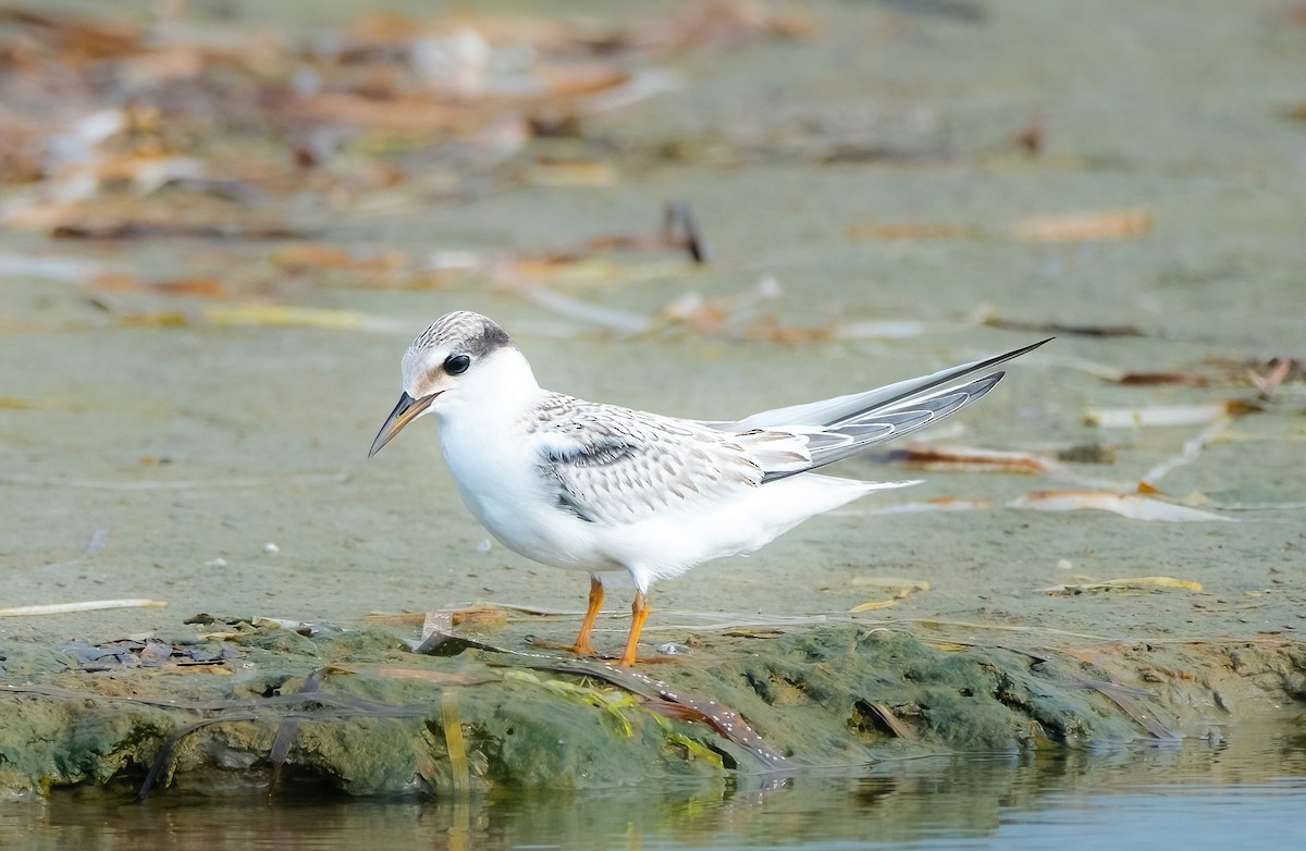 Least Tern - ML622144808