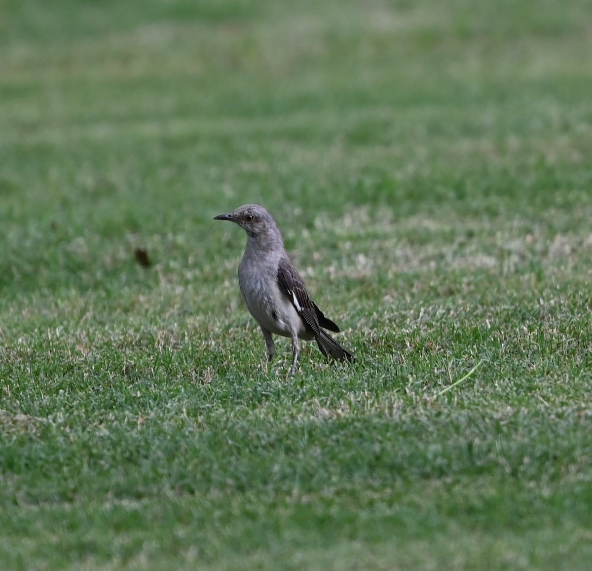 Northern Mockingbird - ML622144831