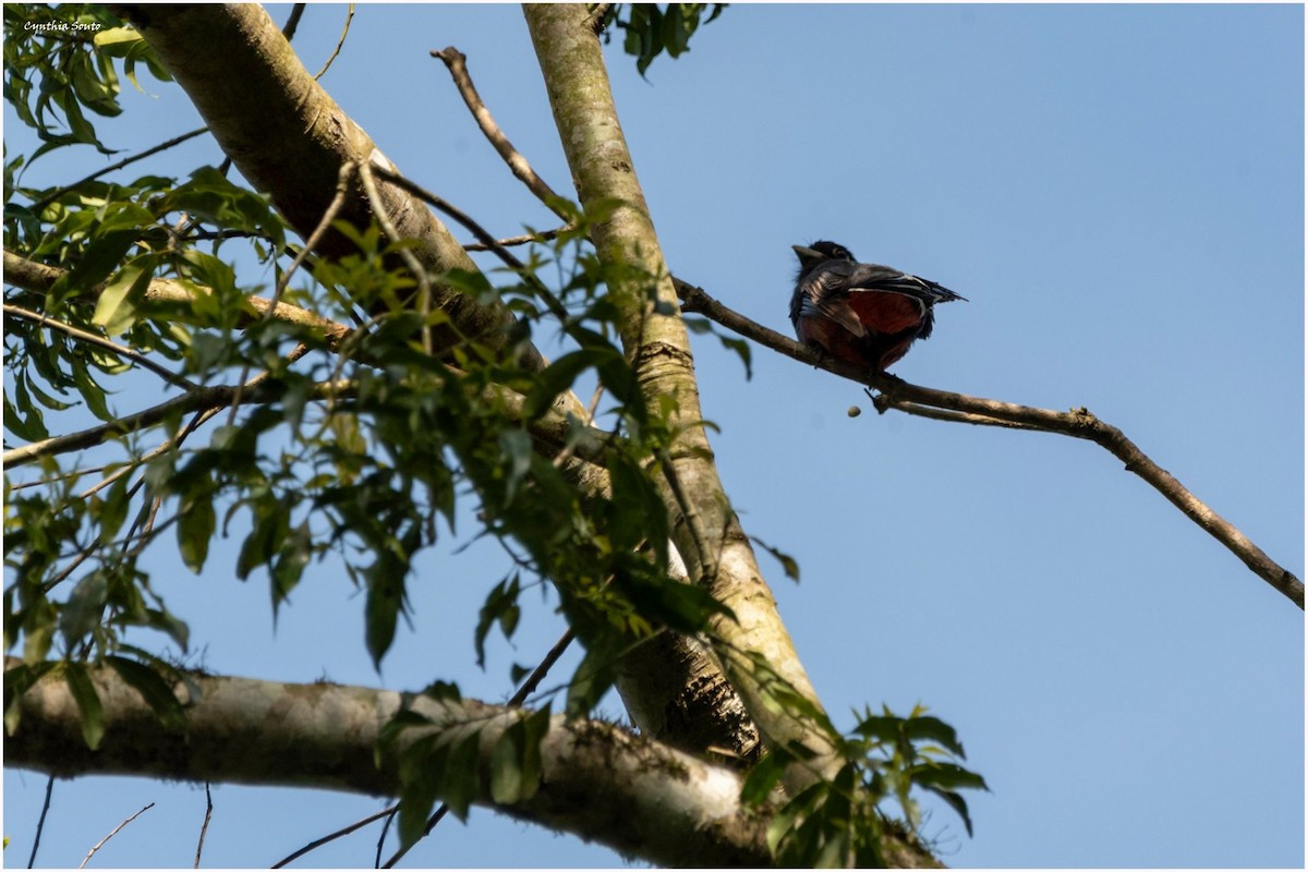 Surucua Trogon - ML622144839