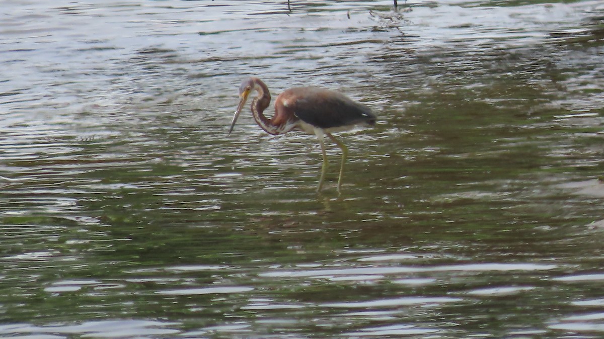 Tricolored Heron - ML622144848