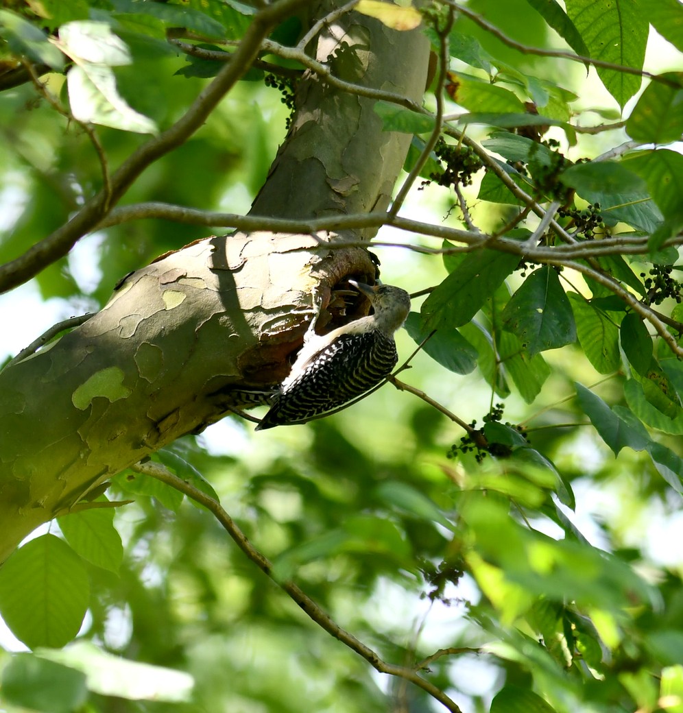 Red-bellied Woodpecker - ML622144857