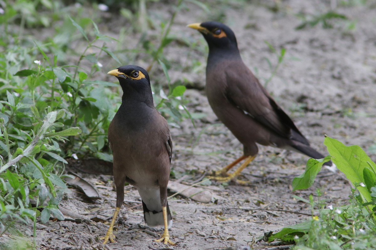 Common Myna - ML622144887