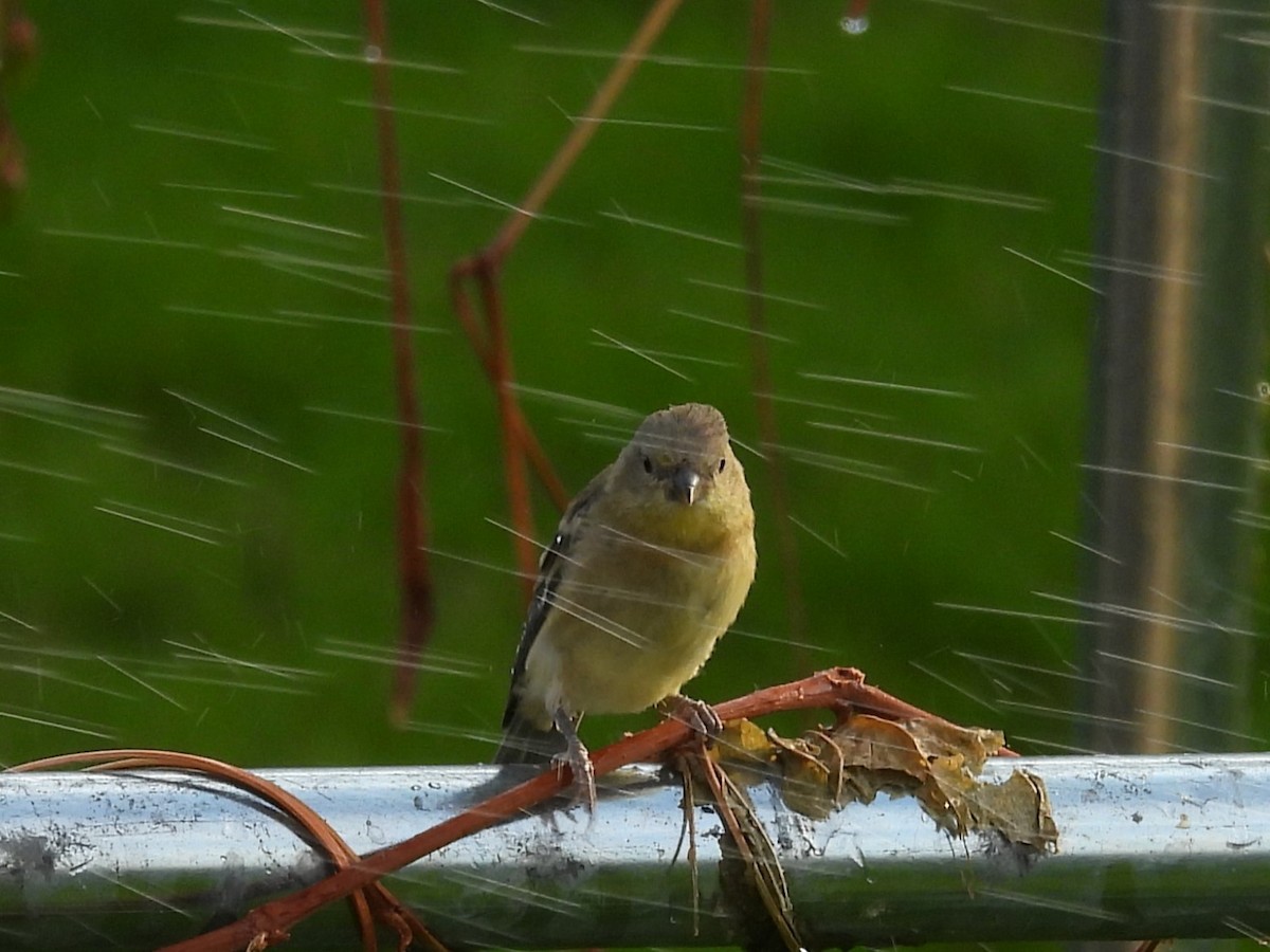 Lesser Goldfinch - ML622144893