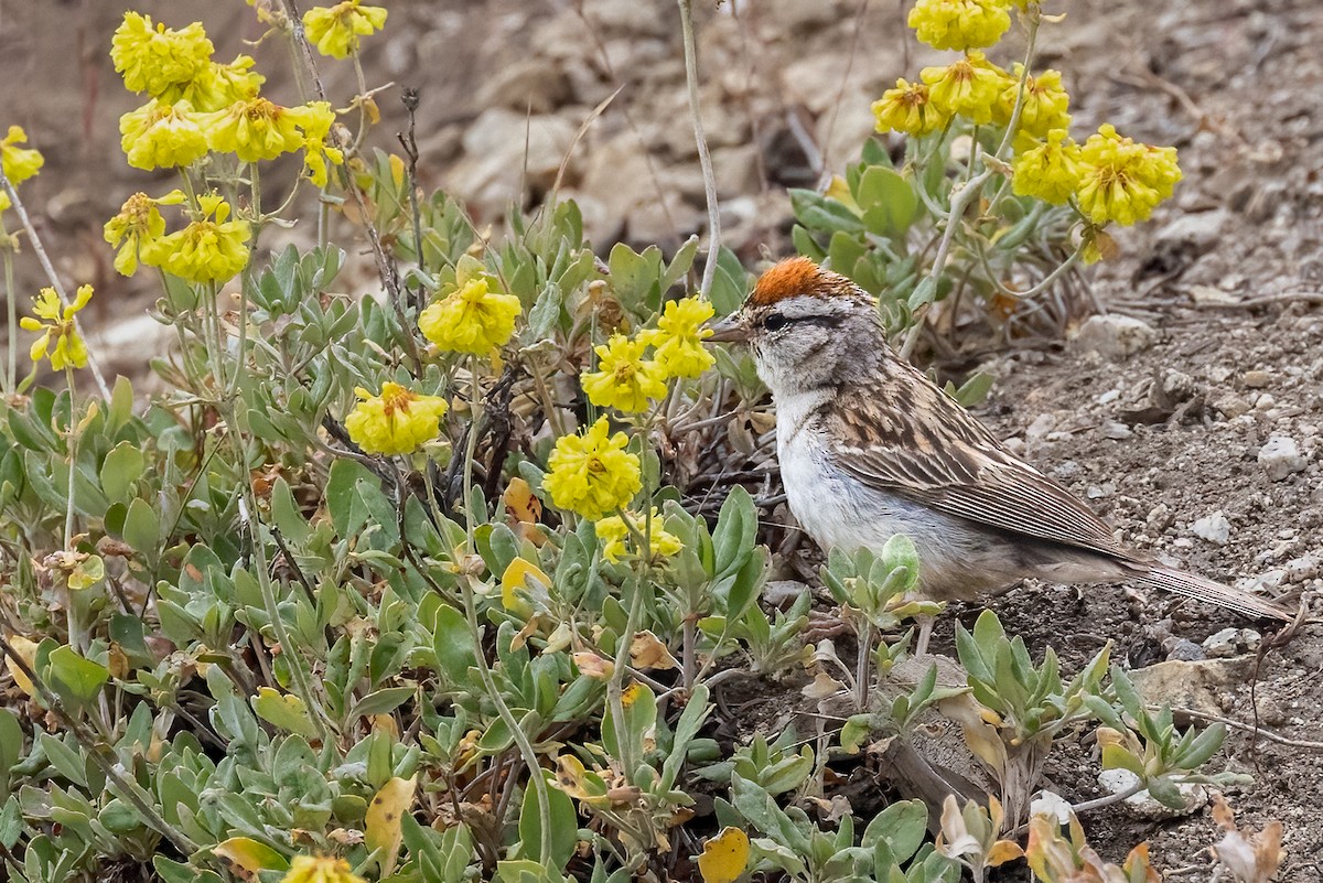 Chipping Sparrow - ML622144895