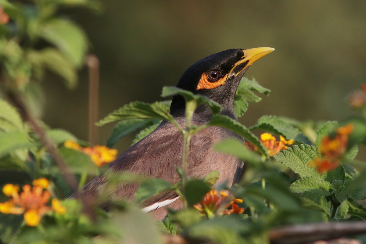 Common Myna - ML622144899