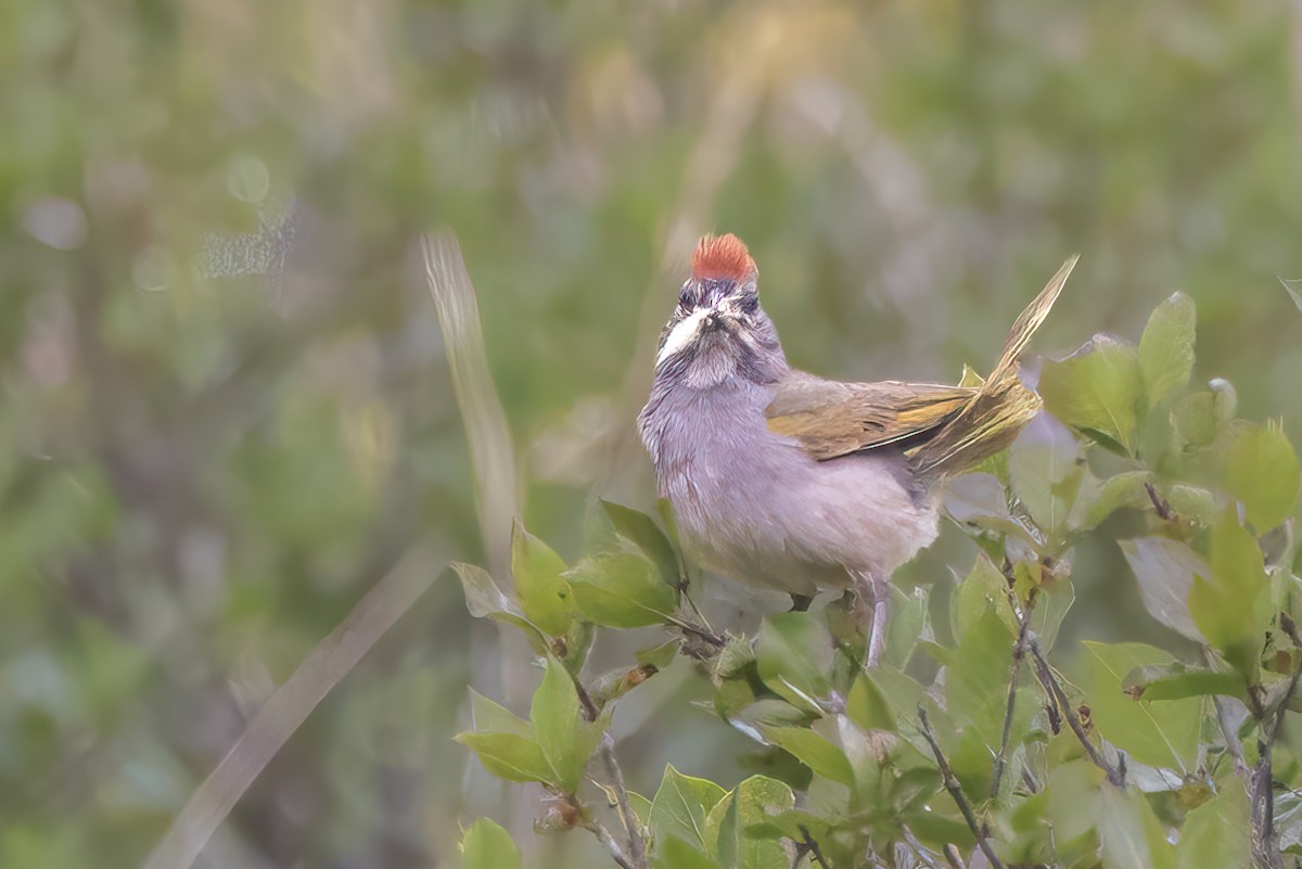 Chipping Sparrow - ML622144901