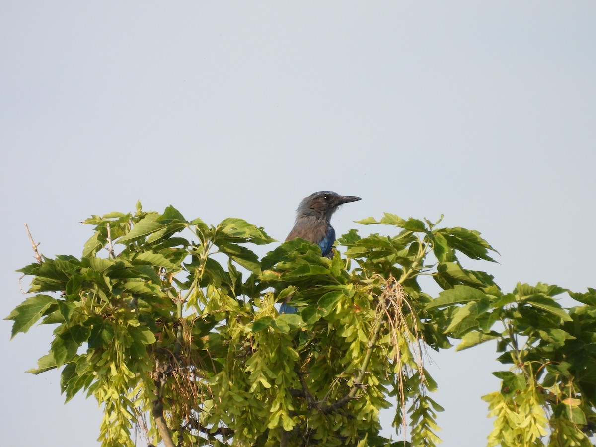 Woodhouse's Scrub-Jay - ML622144904