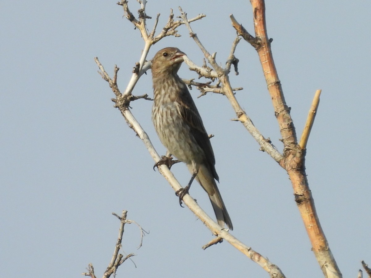 House Finch - ML622144906