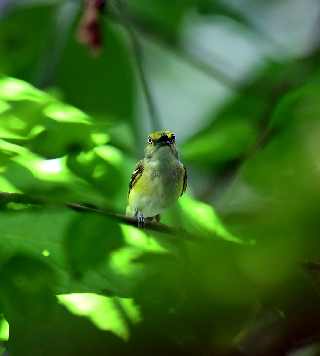 White-eyed Vireo - ML622144907