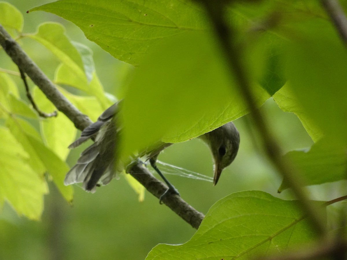 Warbling Vireo - ML622144908