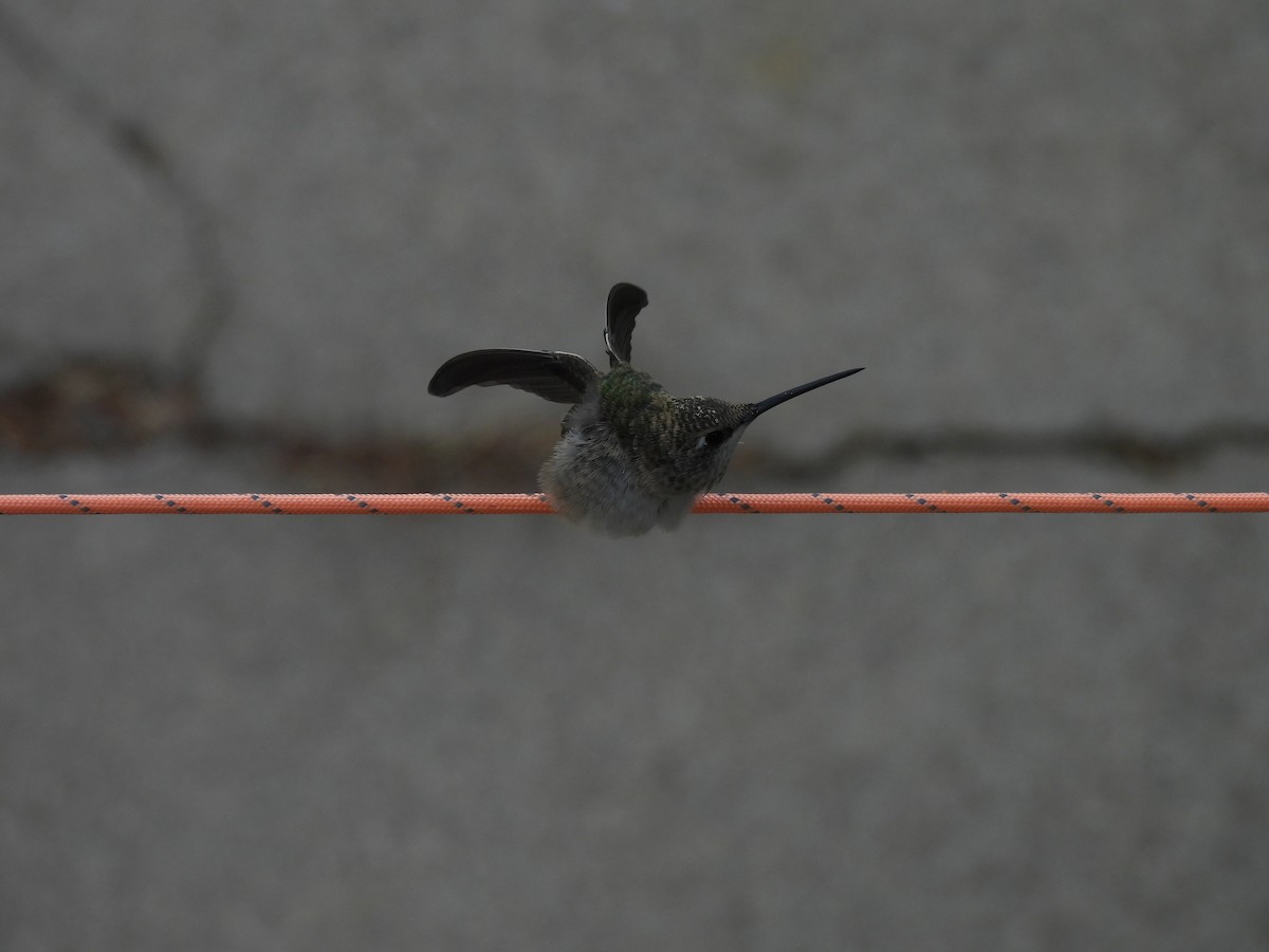 Black-chinned Hummingbird - ML622144914