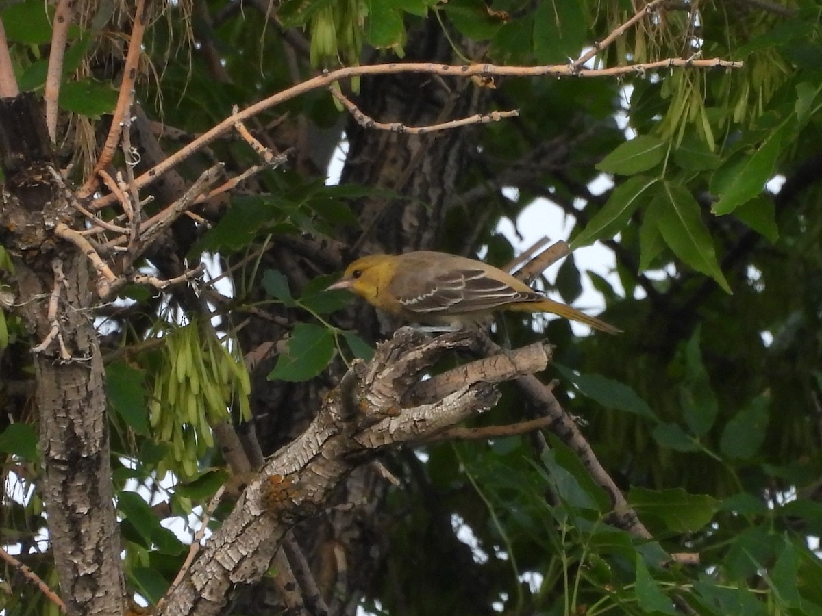 Bullock's Oriole - ML622144916