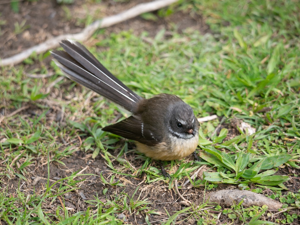 New Zealand Fantail - Mike Bickerdike