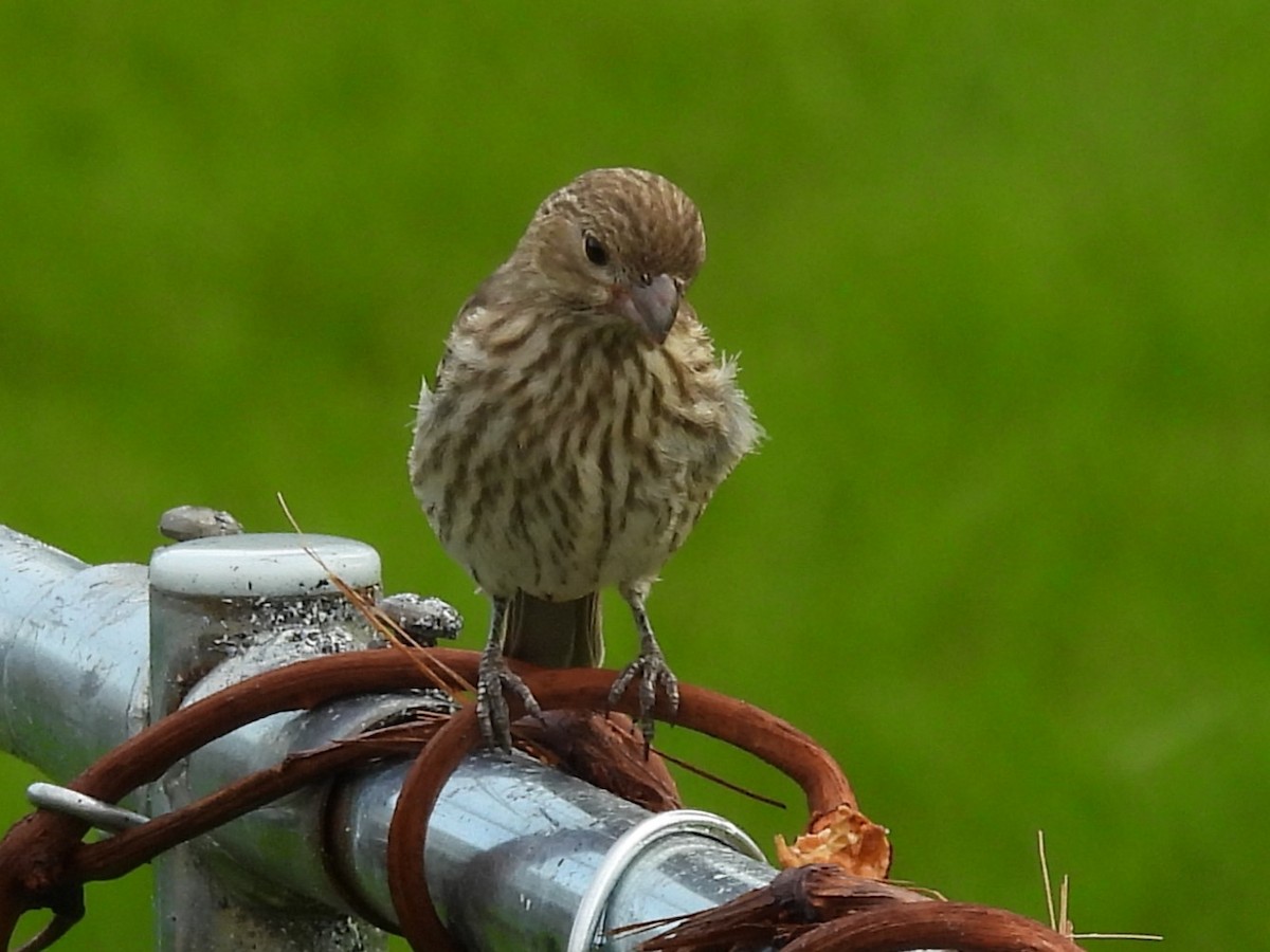 House Finch - J Baker