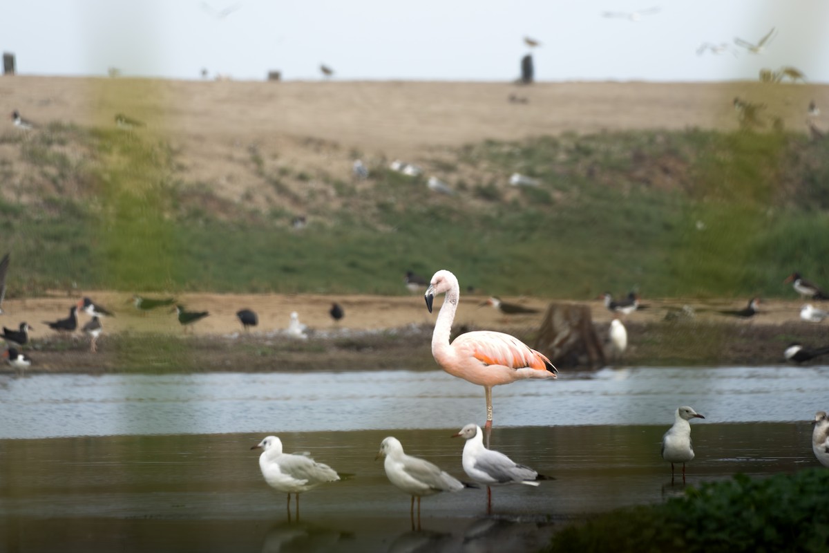 Chilean Flamingo - ML622144921