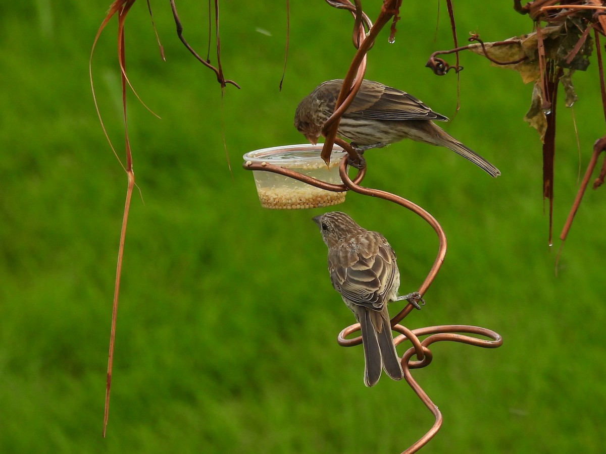 House Finch - ML622144922