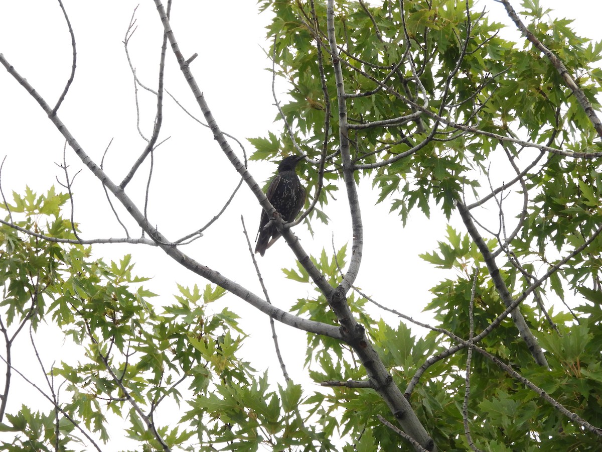 European Starling - ML622144923