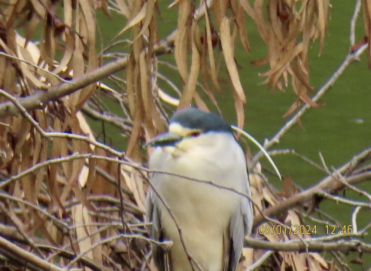 Black-crowned Night Heron - ML622144924