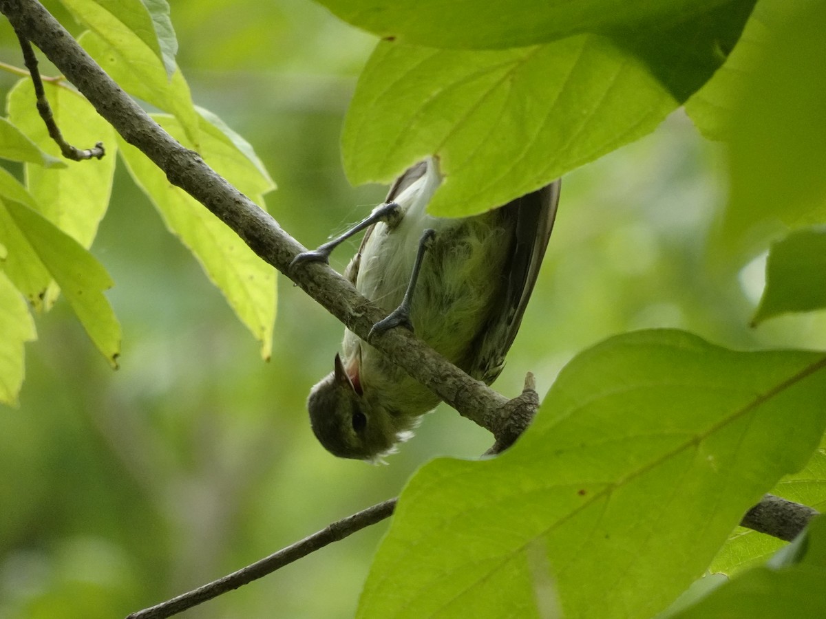 Warbling Vireo - Kaliopi Nikitas