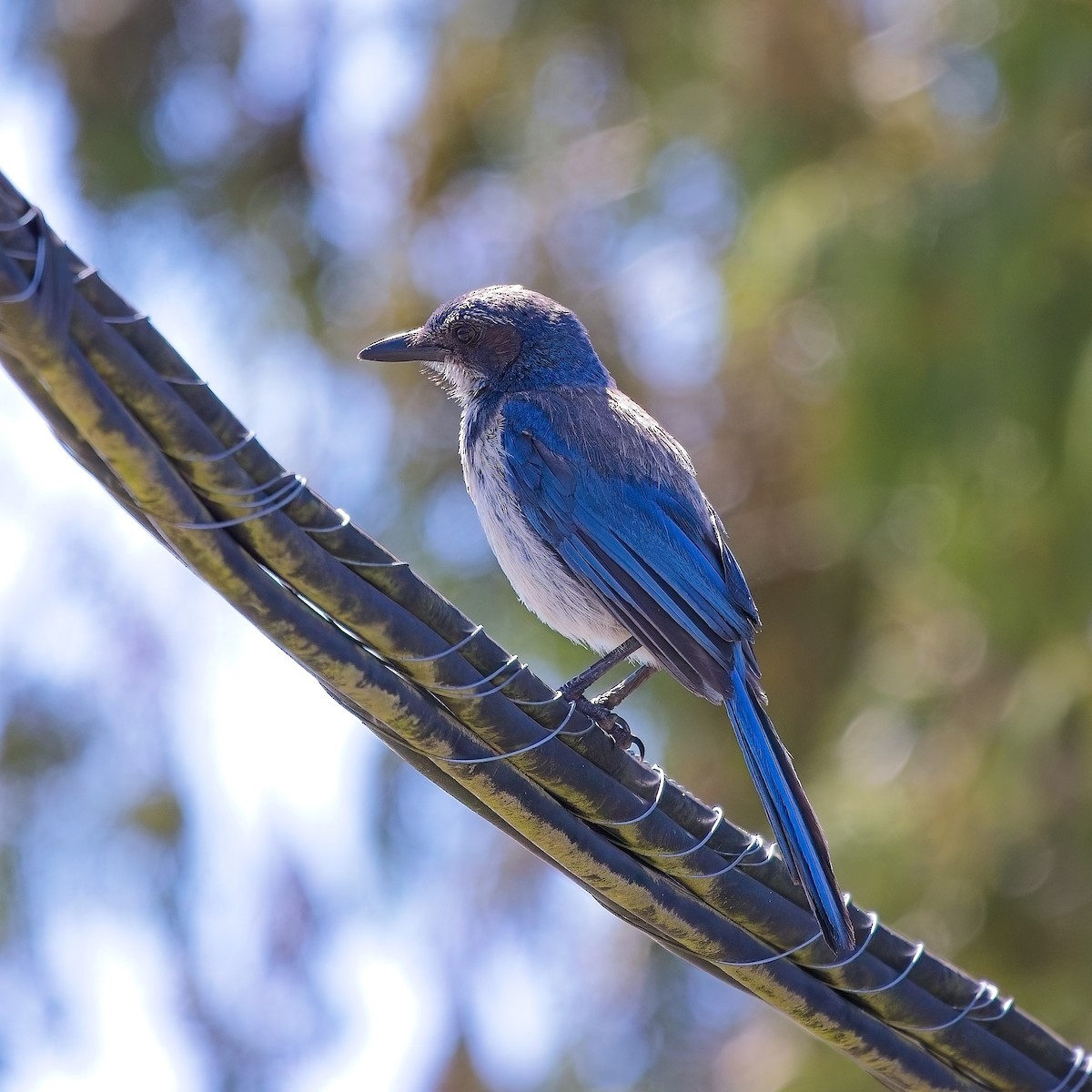 California Scrub-Jay - ML622144928