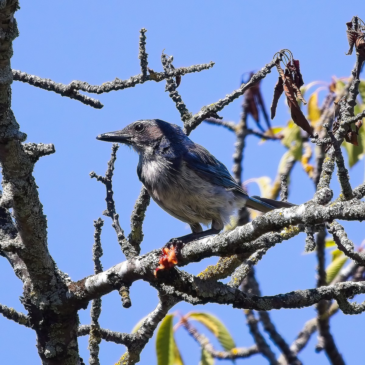 California Scrub-Jay - Heikel B