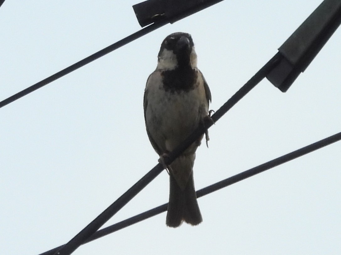 House Sparrow - ML622144930