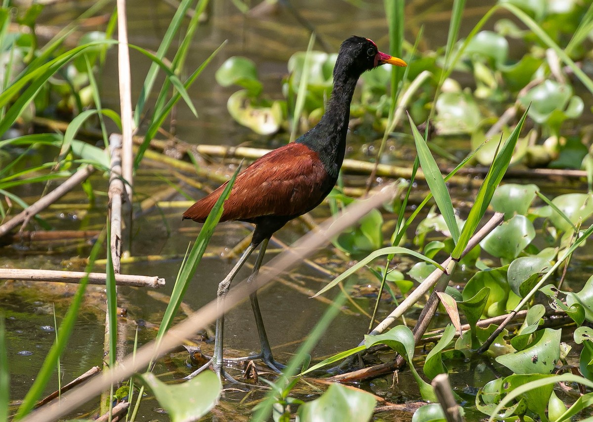 Wattled Jacana - ML622144931