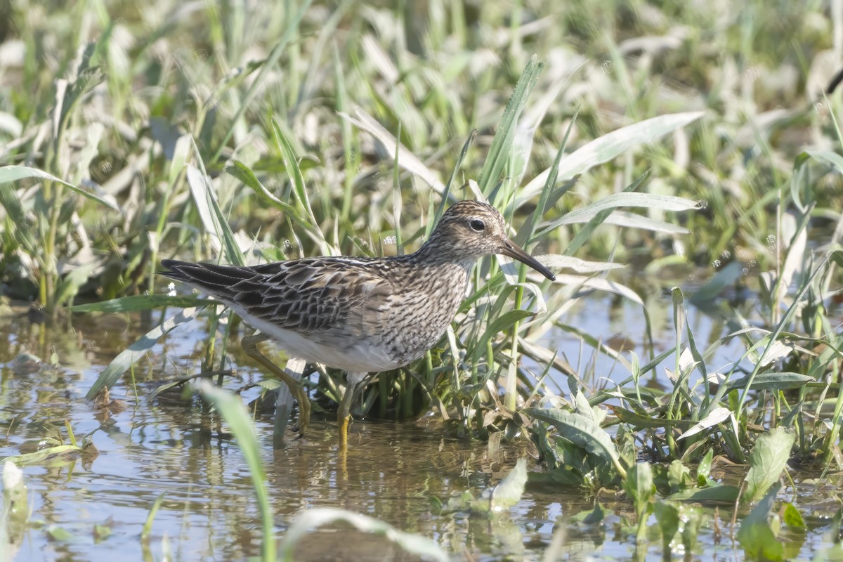 Pectoral Sandpiper - ML622144932