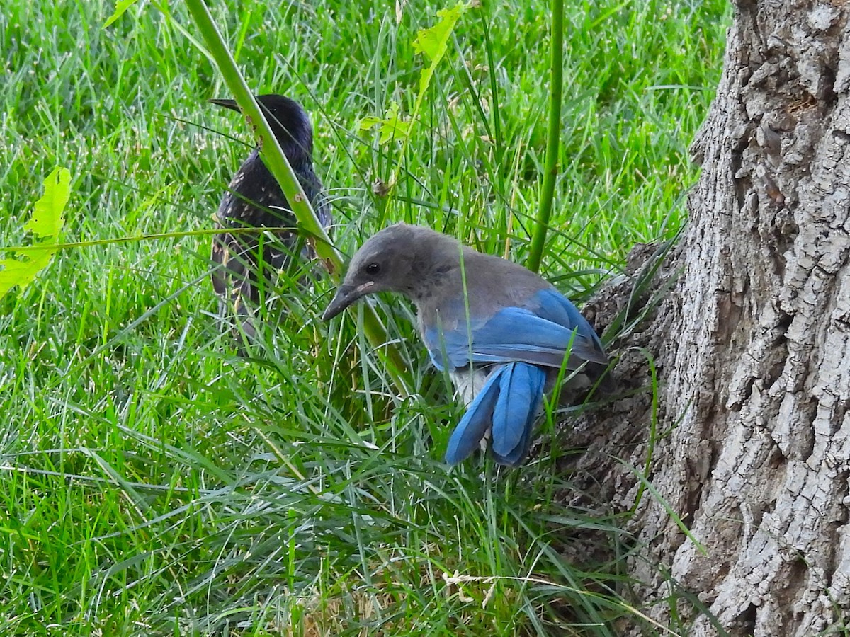 Woodhouse's Scrub-Jay - ML622144934