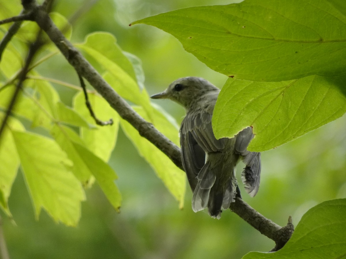 Warbling Vireo - ML622144935