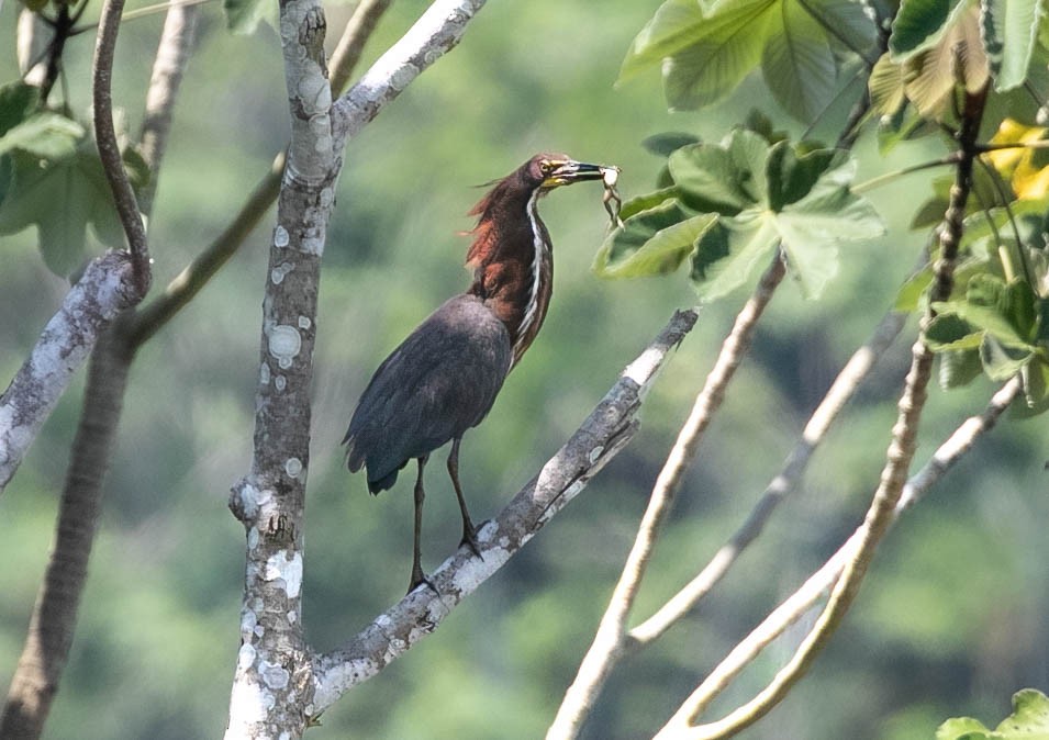 Rufescent Tiger-Heron - ML622144936