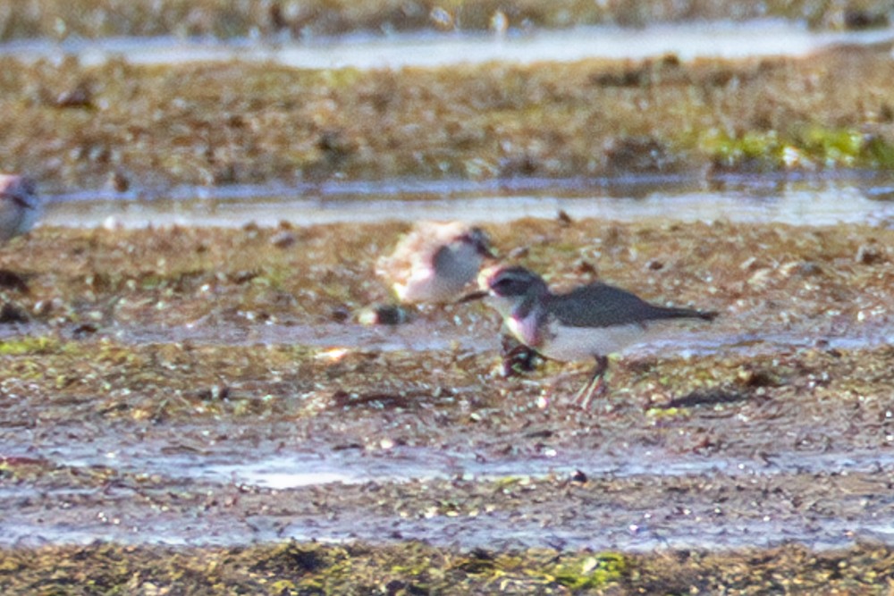 Double-banded Plover - ML622144937