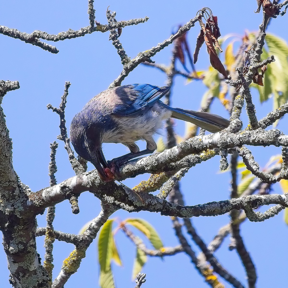 California Scrub-Jay - Heikel B