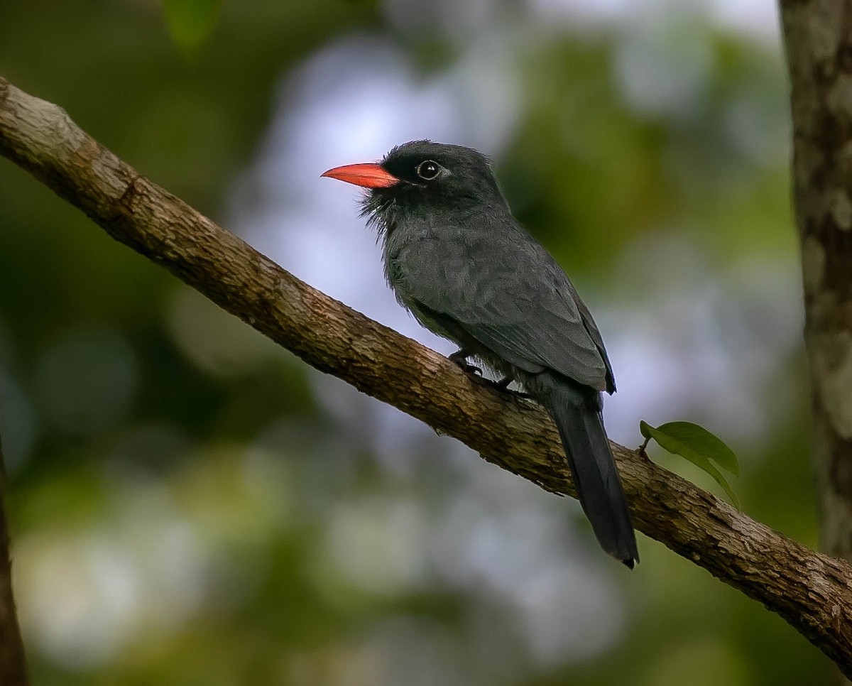 Black-fronted Nunbird - ML622144939