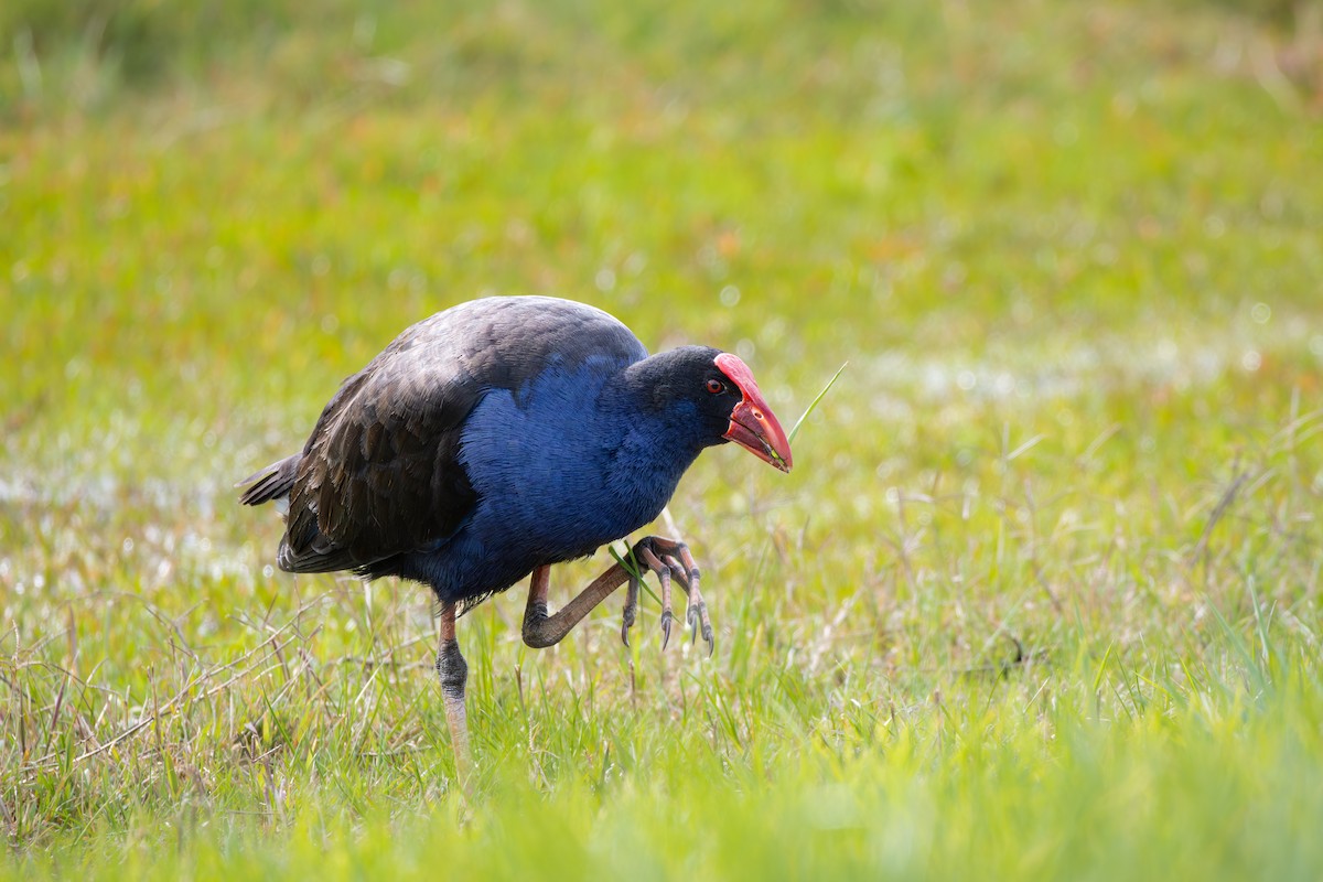 Australasian Swamphen - ML622144940