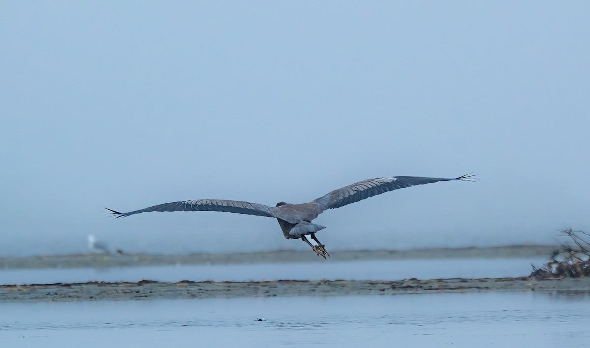 Great Blue Heron - ML622144941