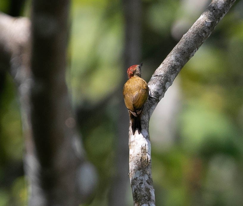 Little Woodpecker - ML622144943