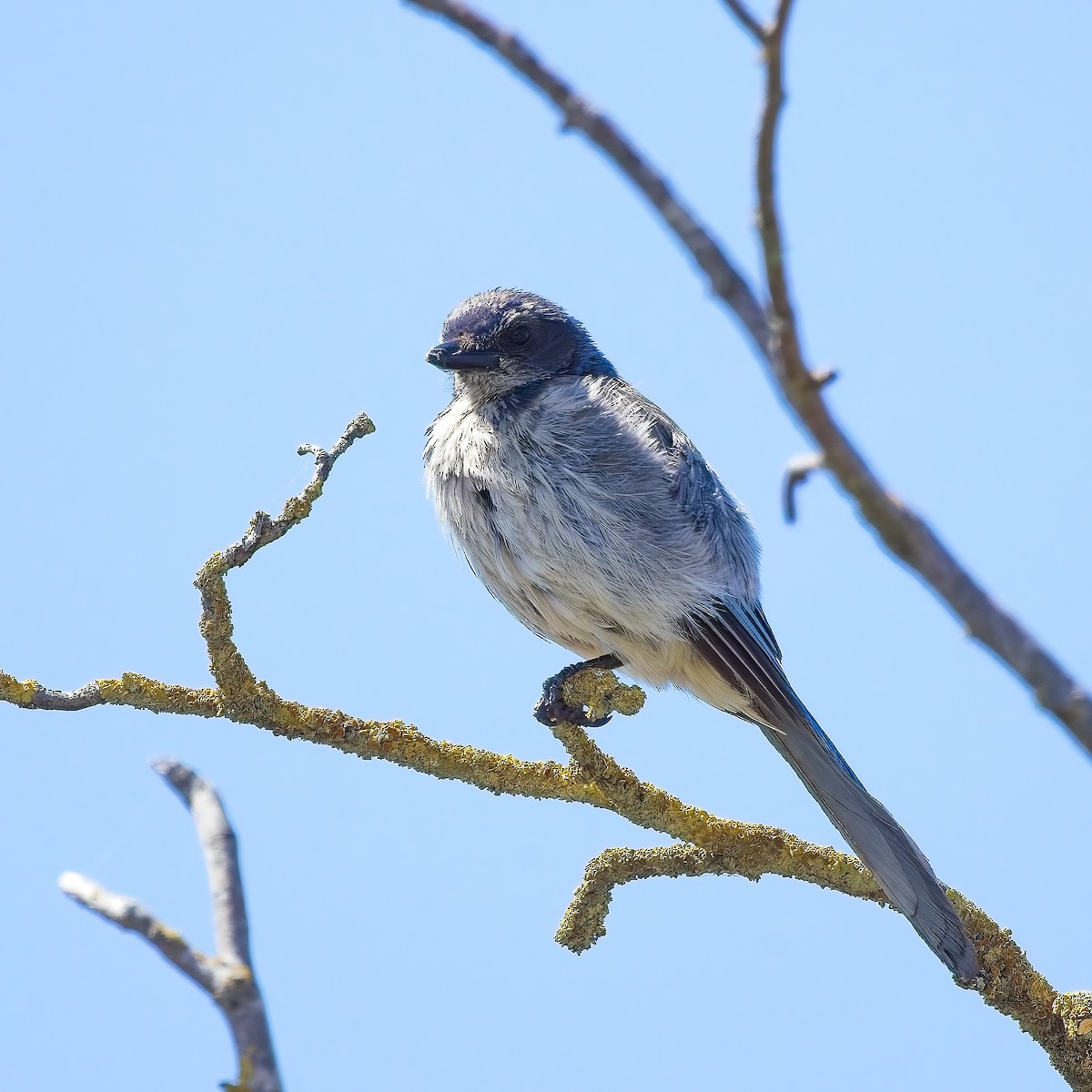 California Scrub-Jay - ML622144945