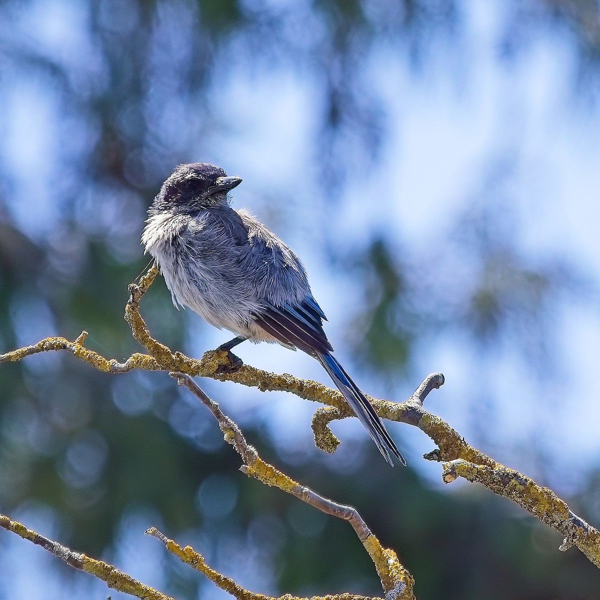 California Scrub-Jay - Heikel B