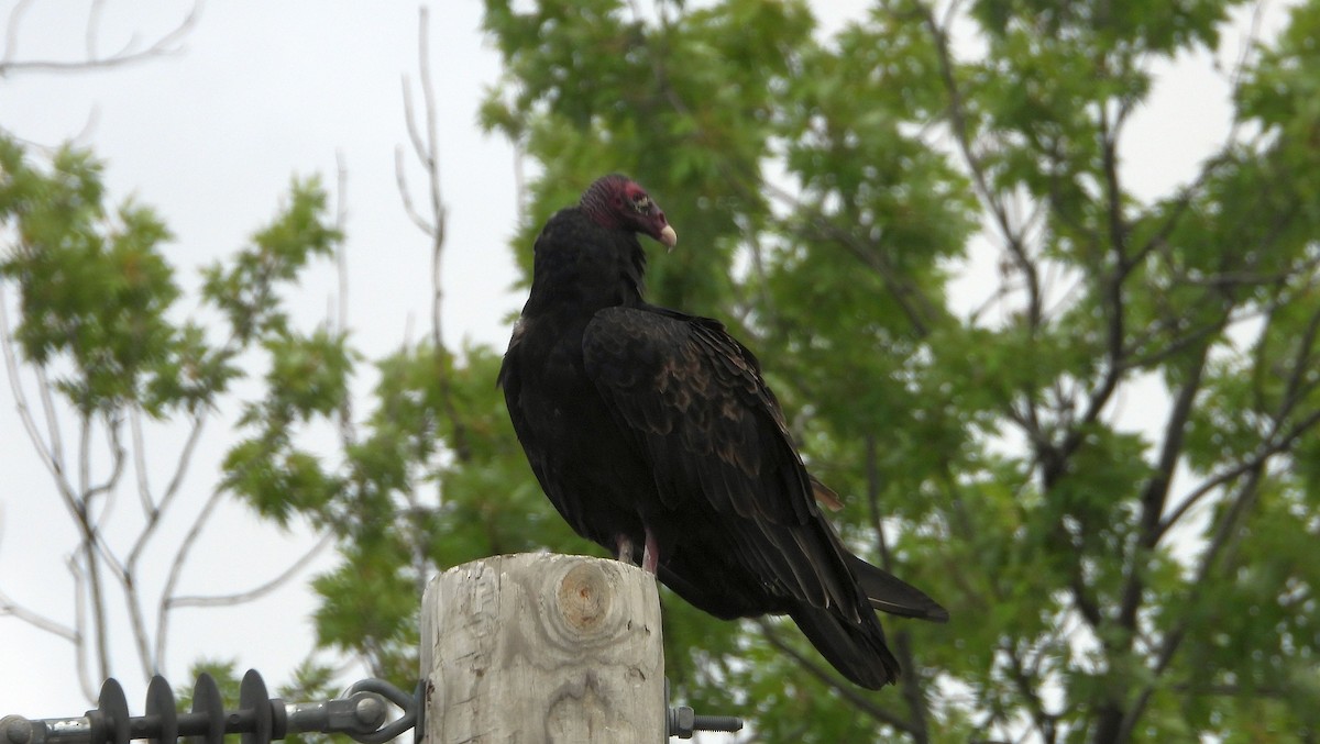 Turkey Vulture - ML622144949