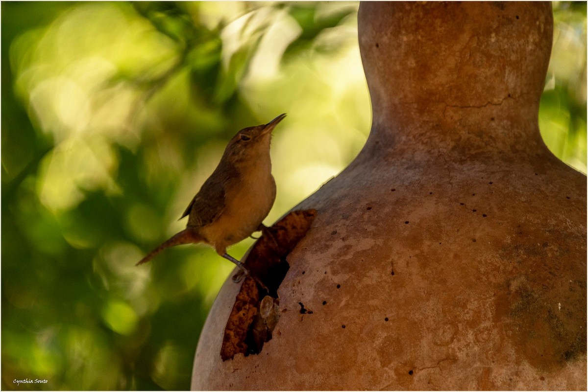 House Wren - ML622144950