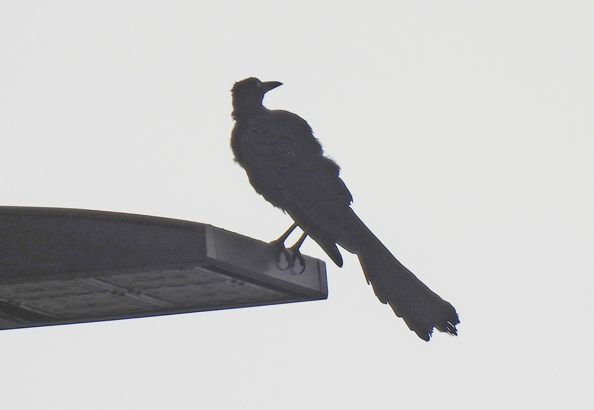 Great-tailed Grackle - ML622144951