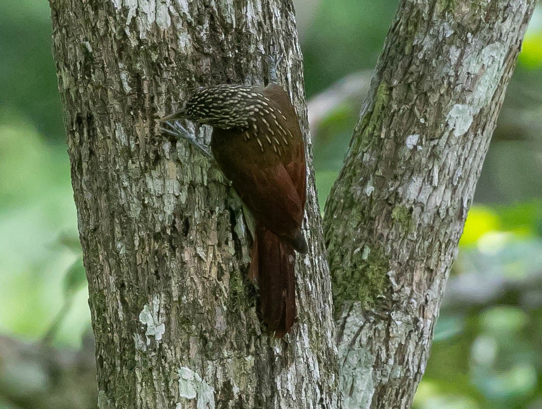 Zimmer's Woodcreeper - ML622144952