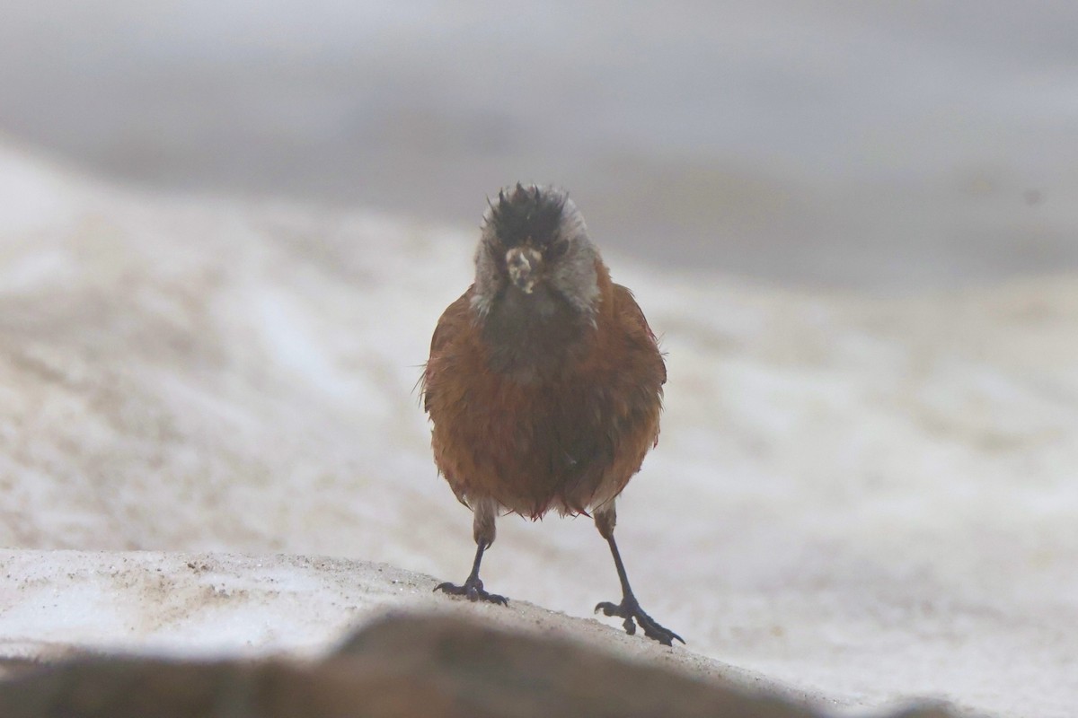 Gray-crowned Rosy-Finch (Hepburn's) - ML622144961