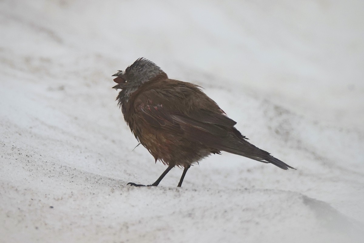 Gray-crowned Rosy-Finch (Hepburn's) - ML622144962